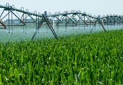 a sprinkler spraying water on a green field